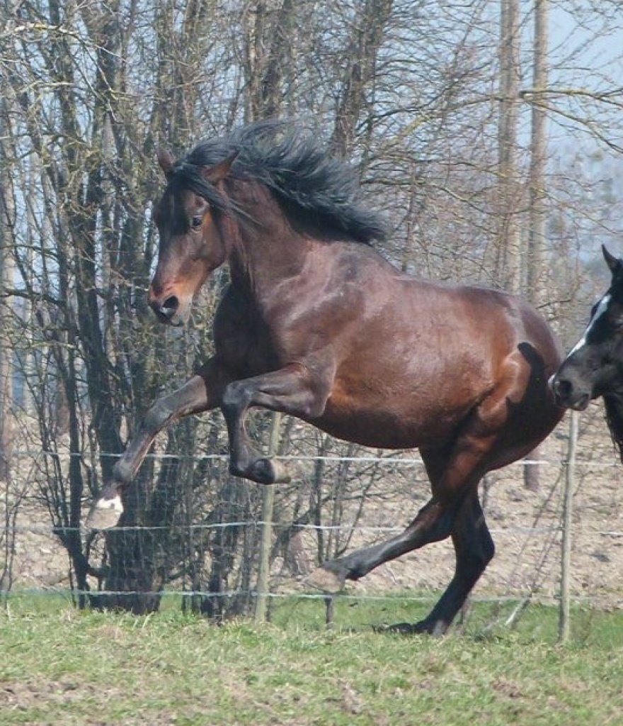 Junger Andalusier Hengst (PRE, Pura Raza Espanola mit Papieren), mit Handicap - Grosspferde - Weingarten