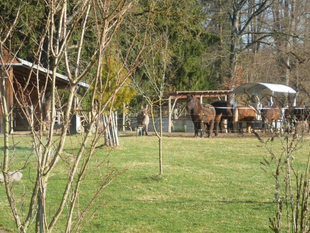Offenstallplatz am Islandpferdehof - Offenstall Islandpferd Isländer - Stallplatz - Geltendorf