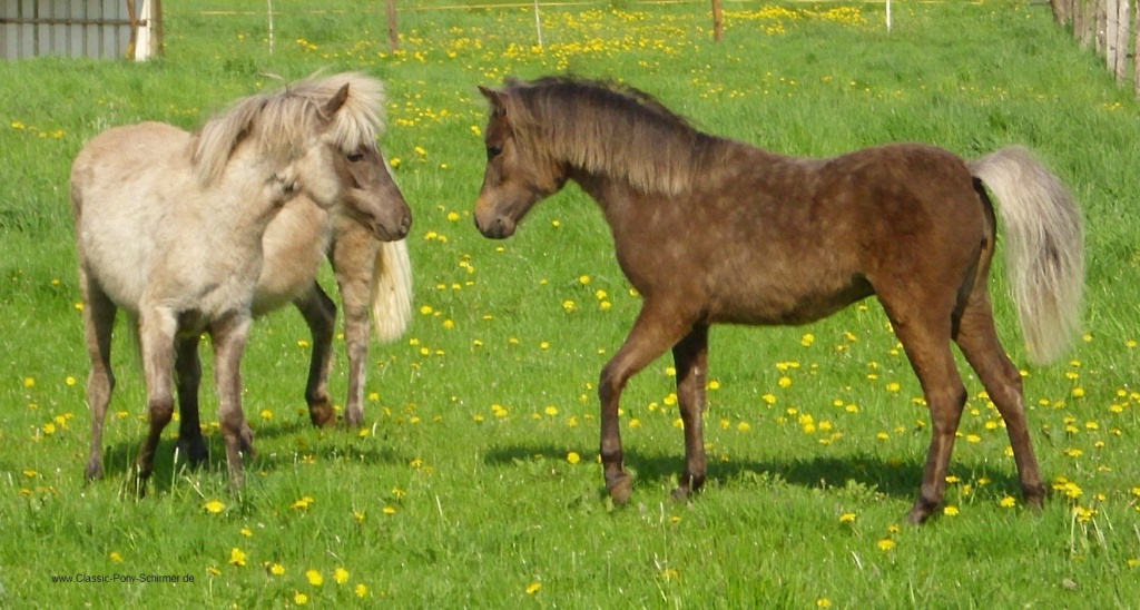 Classic Pony - Ponys - Liebenburg