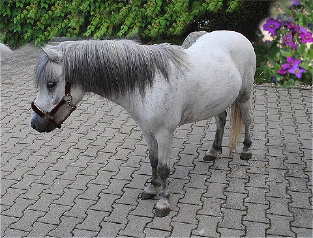 Bildschöner Shetty Wallach - Ponys - Passau