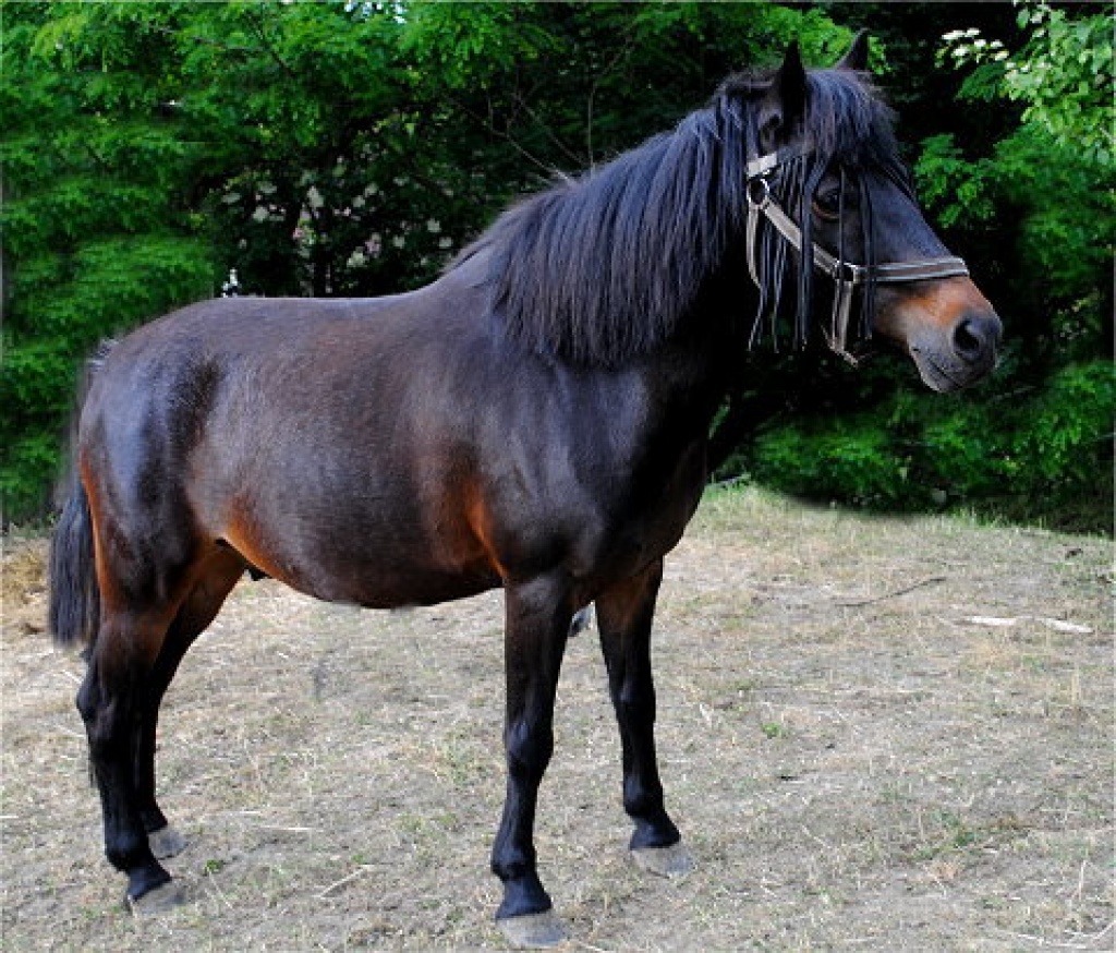 Bildschöner Reitpony Wallach der Spitzenklasse - Wallach - Fürstenzell