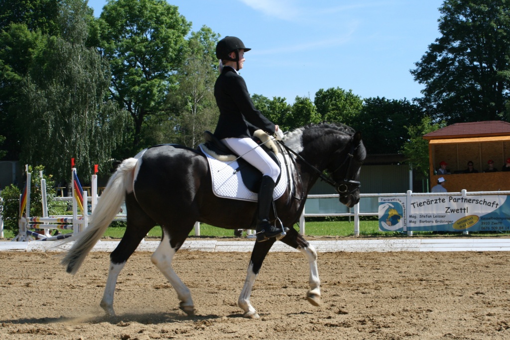 Verkaufe Kleinpferd - Ponys - St. Georgen