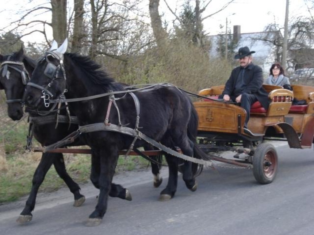 Ruhiger rabenschwarzer Wallach zu verkaufen - Wallach - Podbrzezie Dolne