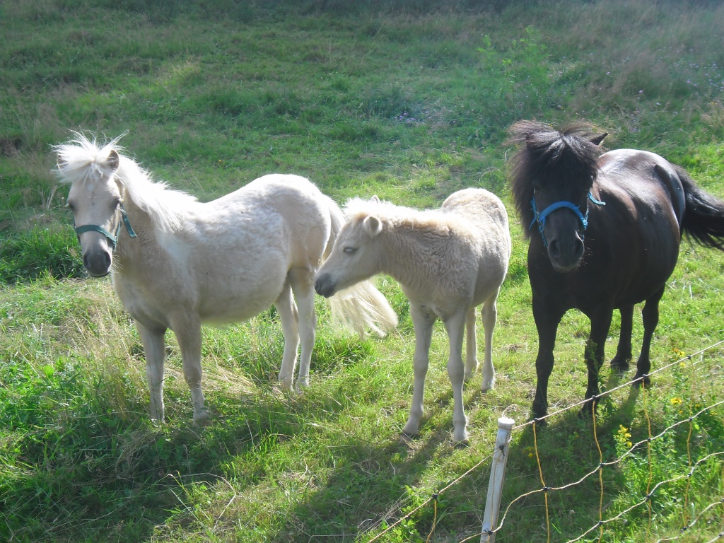 Shetland-Pony-Stuten - Ponys - Saupsdorf