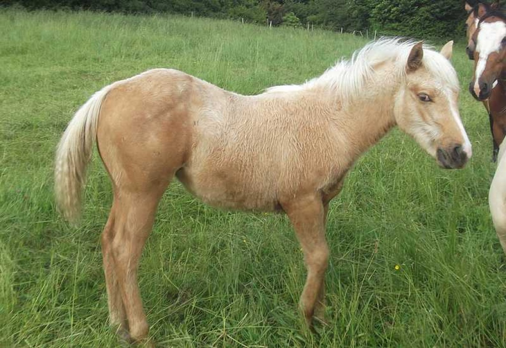 Quarter Horse Stutfohlen palomino - Fohlen - Schwarzenborn