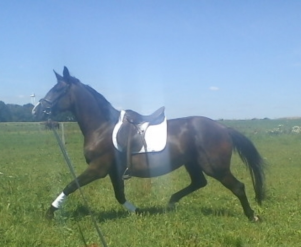 3- jährige Trakehnerstute zu verkaufen! - Grosspferde - Pretzschendorf