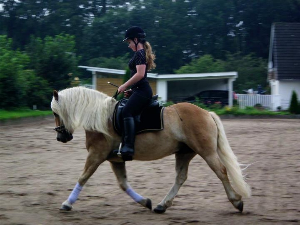 Toller & tallentierter Dressurhaffi - Wallach - Kiel