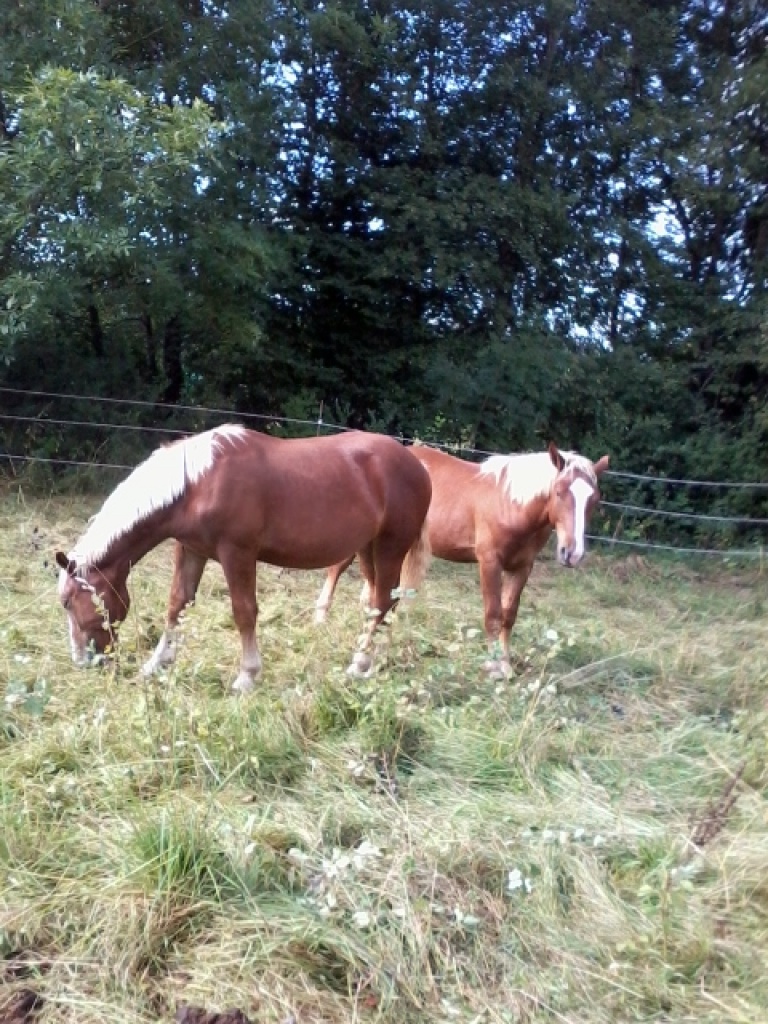 Lieber süddeutscher Kaltblutwallach, 1,5 Jahre - Fohlen - Merenberg