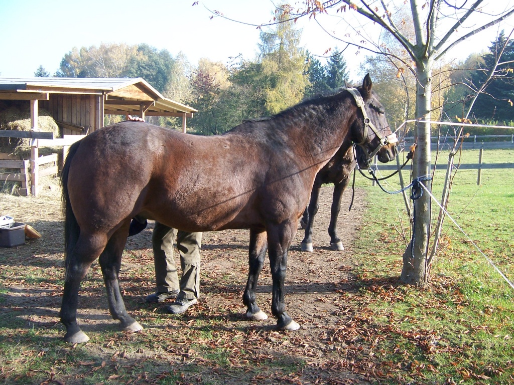 Biete Reitbeteiligung auf Quarter Horse - Reitbeteiligung - Sennewit (bei Halle/ Saale)