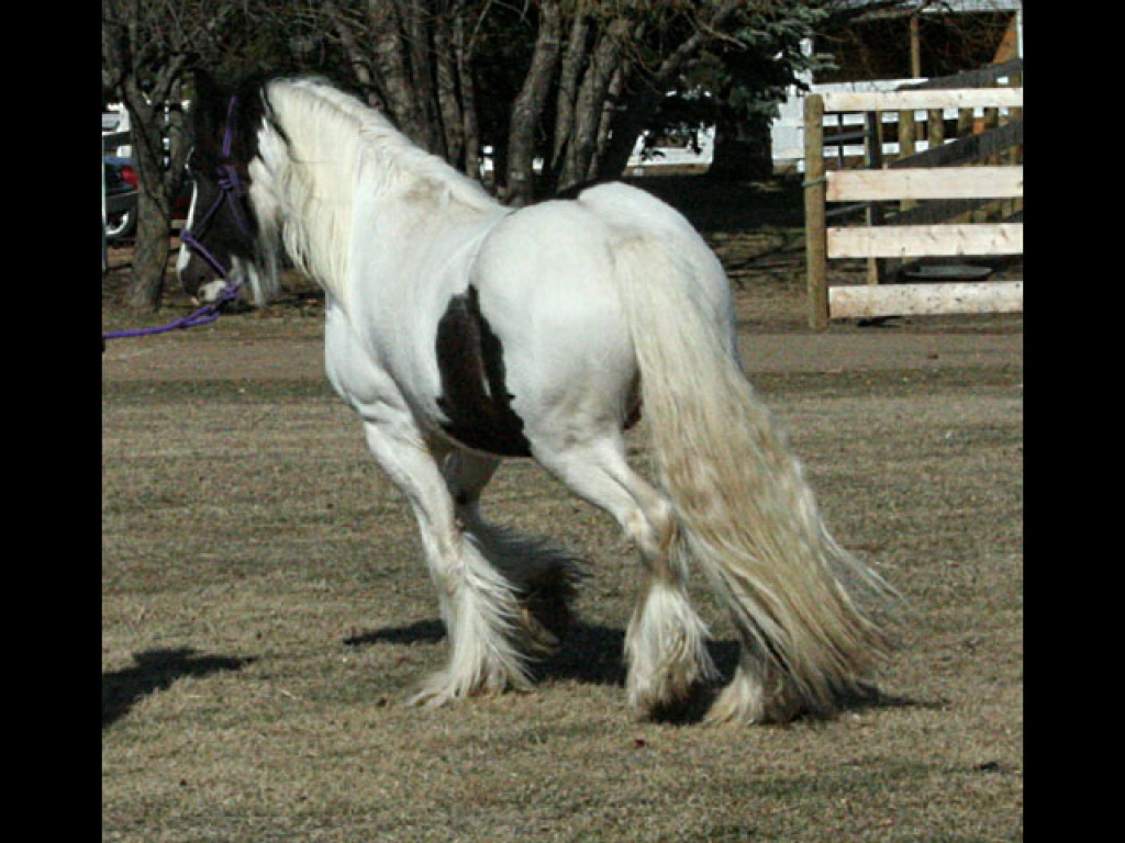 Wunderschöner 5J, Tinker stute und wallach. - Stute - Bremen