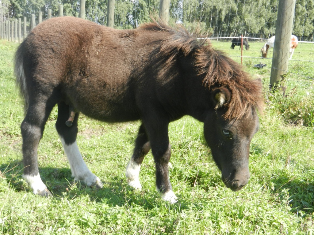 Original Shetlandponyhengstfohlen - Fohlen - Dessau Roßlau