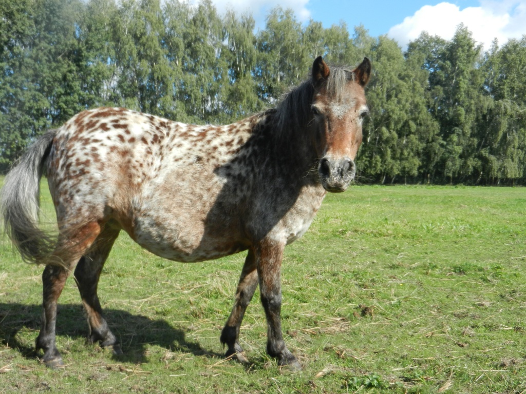 Deutsches Part bret Shetlandpony Stute 12 J. - Ponys - Dessau Roßlau