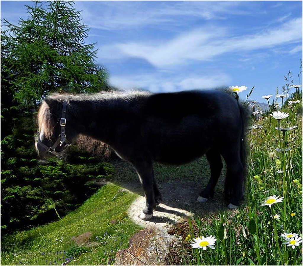 Bildschönes Prämien Shetty zum verlieben - Ponys - Fürstenzell