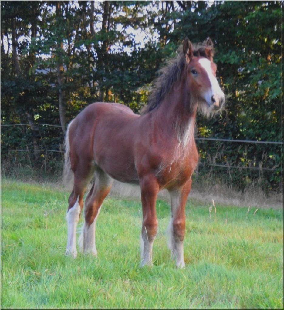 Top Shire Horse Hengstfohlen zu verkaufen - Fohlen - Uplengen