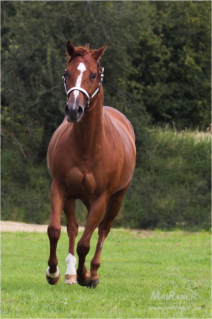 Sehr liebe Quarter Stute aus der Linie Sheiks Silent, 9 jahre alt - Stute - Schwarzbach