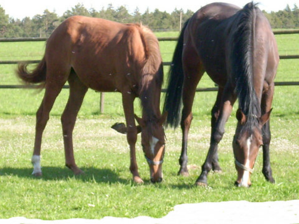 Württemb.Fuchsstute Vater:Colman (Holst.)Mutter v.Candillo(Holst.) - Stute - Ellenberg