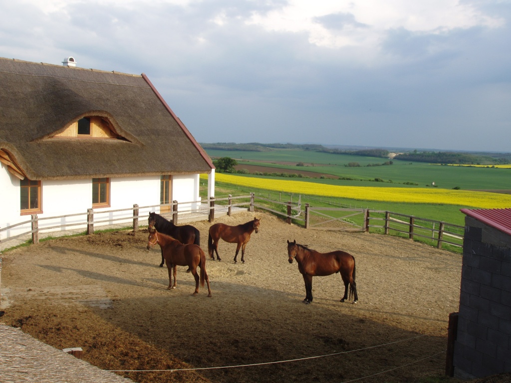 Pferderanch in Ungarn zu verkaufen - Reitferien - Szar - Ungarn
