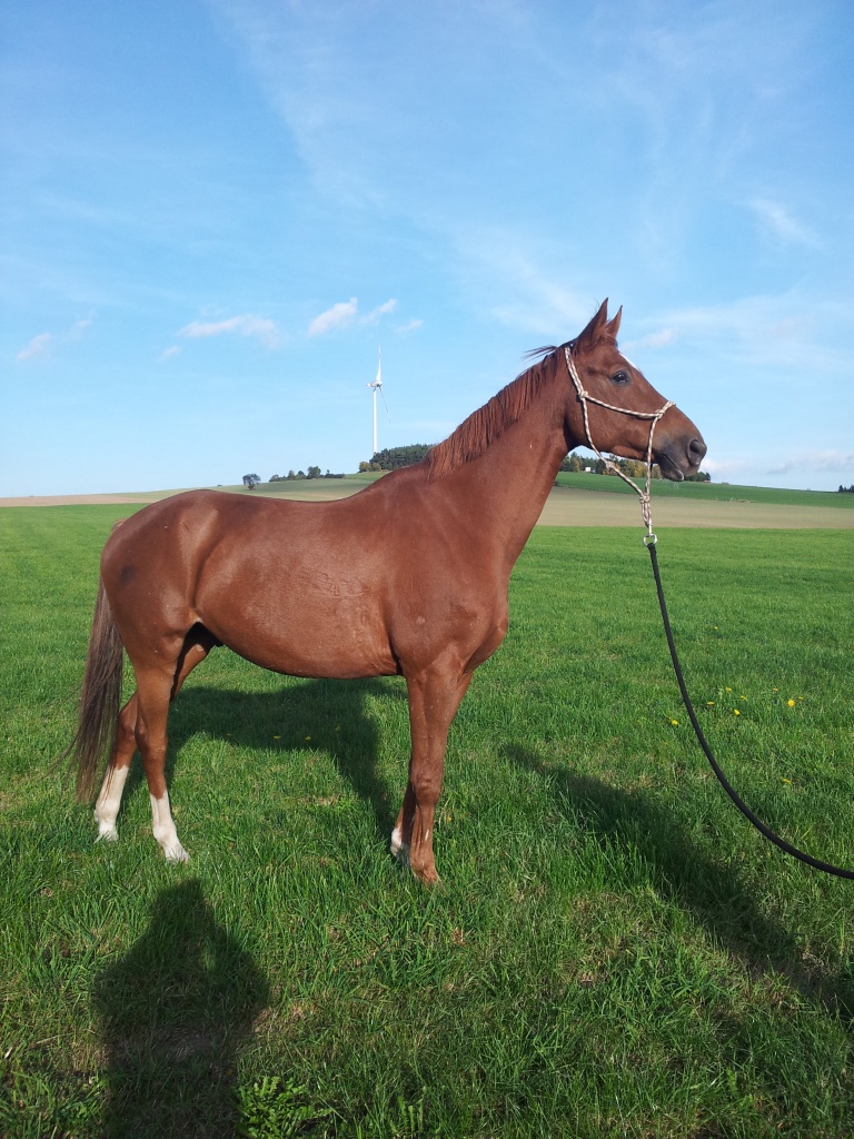 Ehrlicher Trakehner Wallach 9Jahre, - Grosspferde - Bernstadt auf dem Eigen
