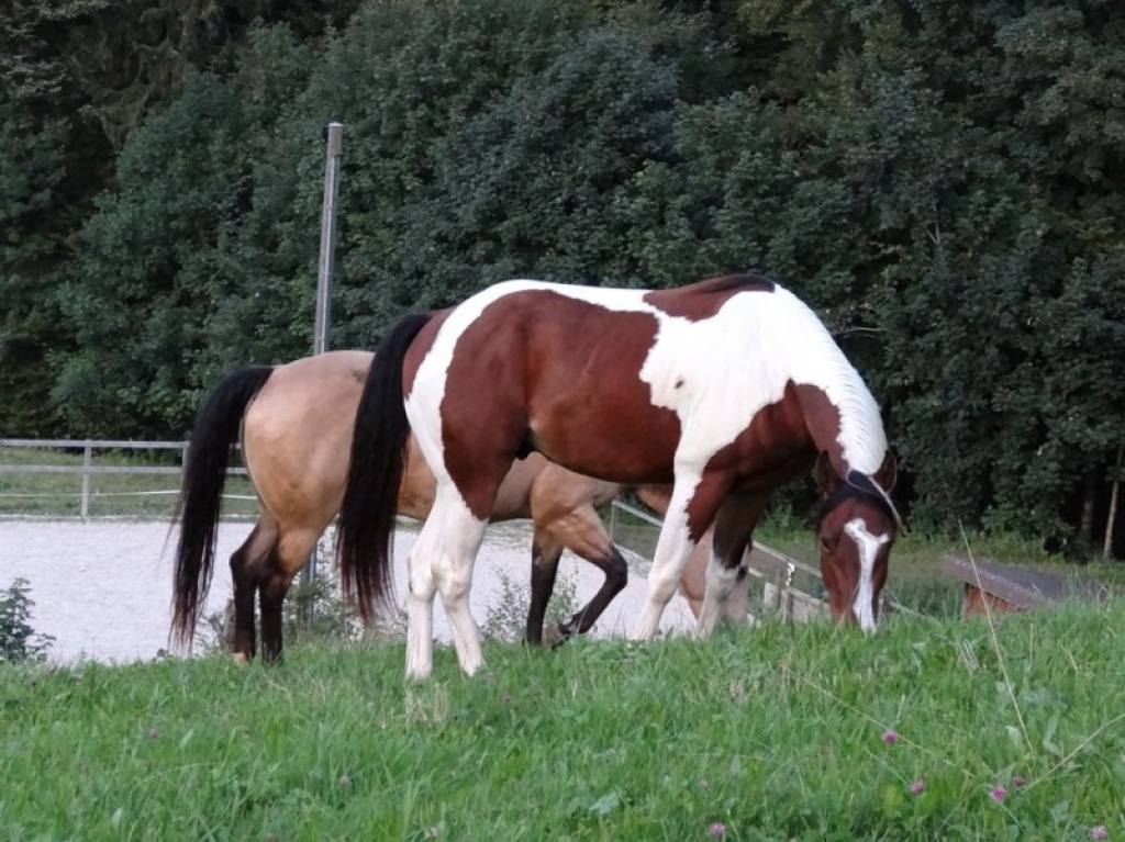 Paint Horse Wallach zu verkaufen - Grosspferde - Darmstadt