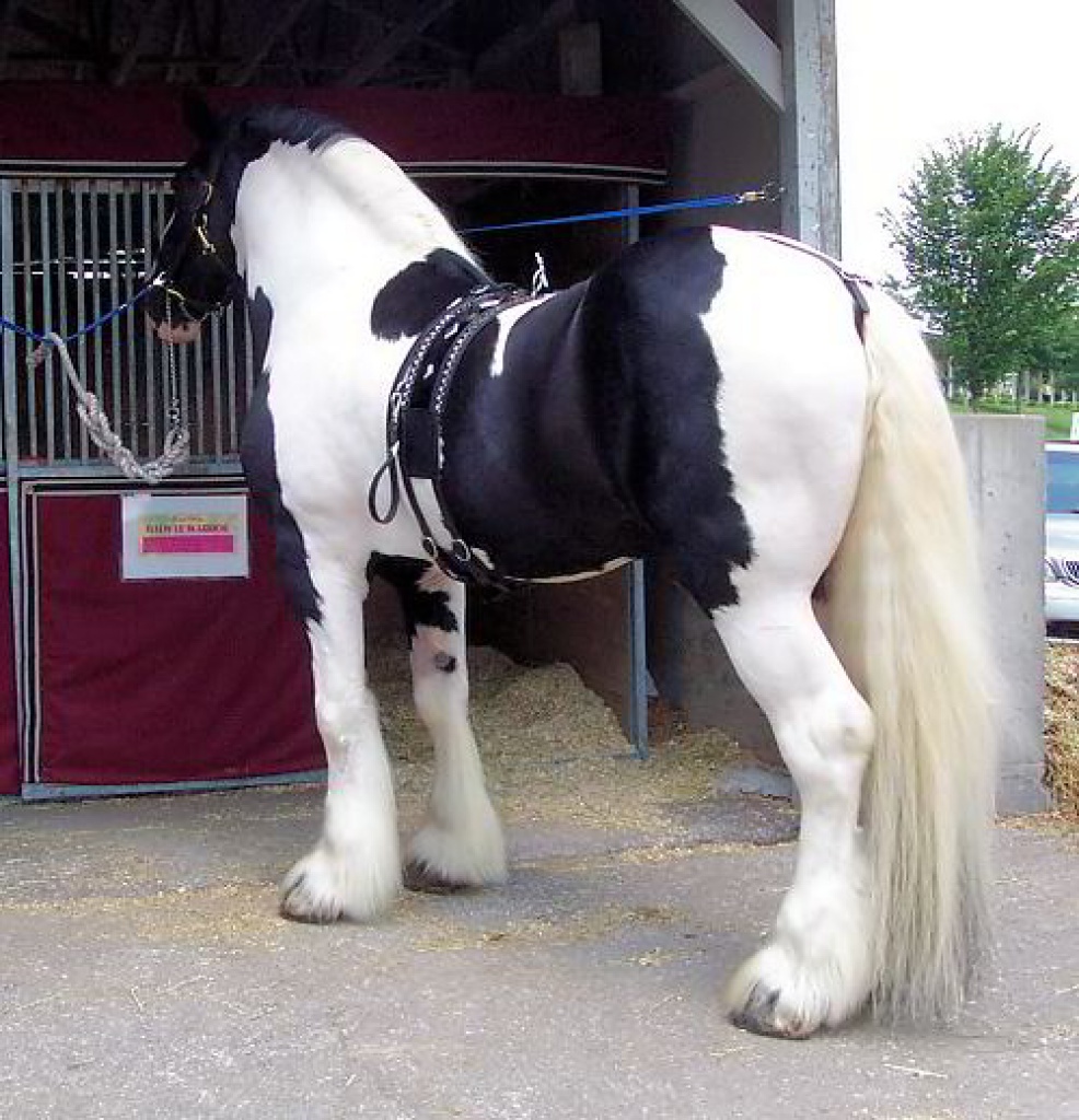 Toller Tinkerwallach, 7 Jahre, Tinker, geritten und gefahren - Ponys - Sindelfingen