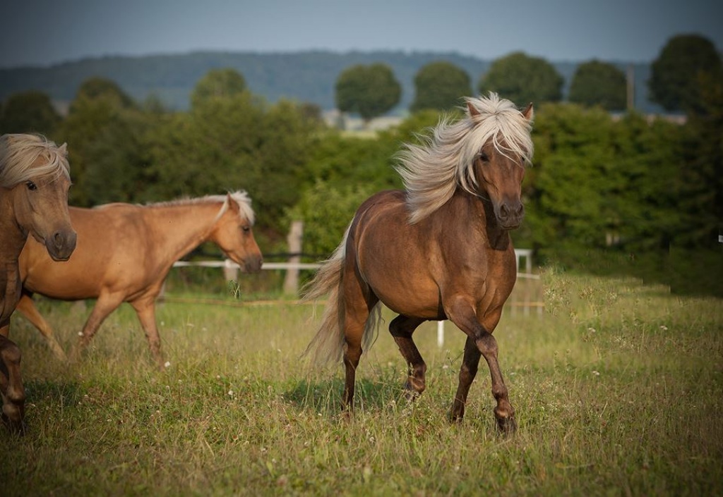 Typvolle Classic-Pony Stute abzugeben! - Ponys - Liebenburg