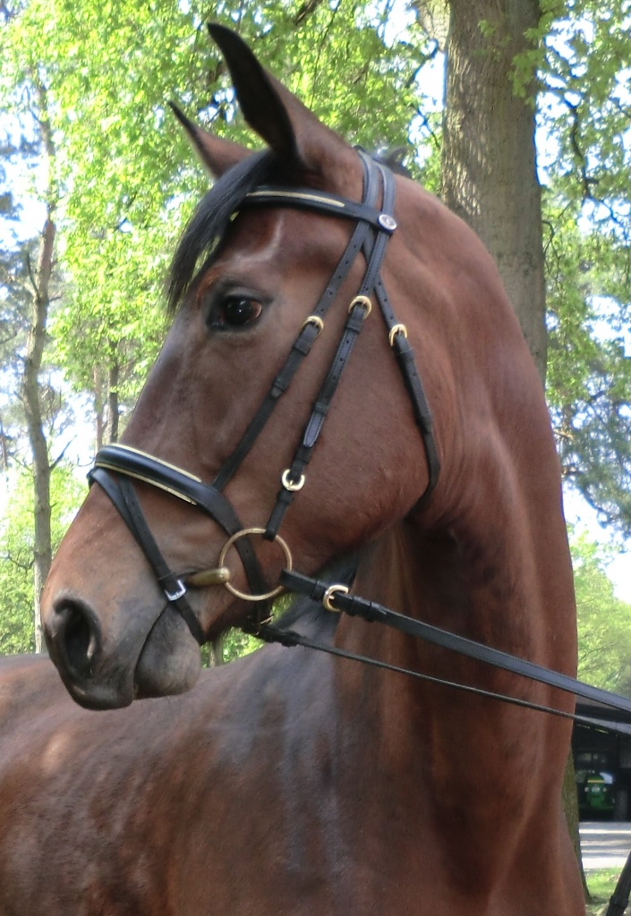 Moderne Stute von Sandro Bedo( Sandro Hit-Donnerhall) Mutter v. Florestan I - Stute - Ahaus