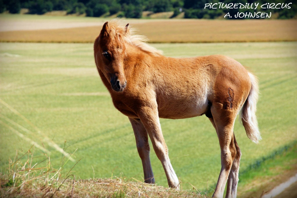 Elegantes Classic-Pony Hengstfohlen abzugeben ! - Fohlen - Liebenburg