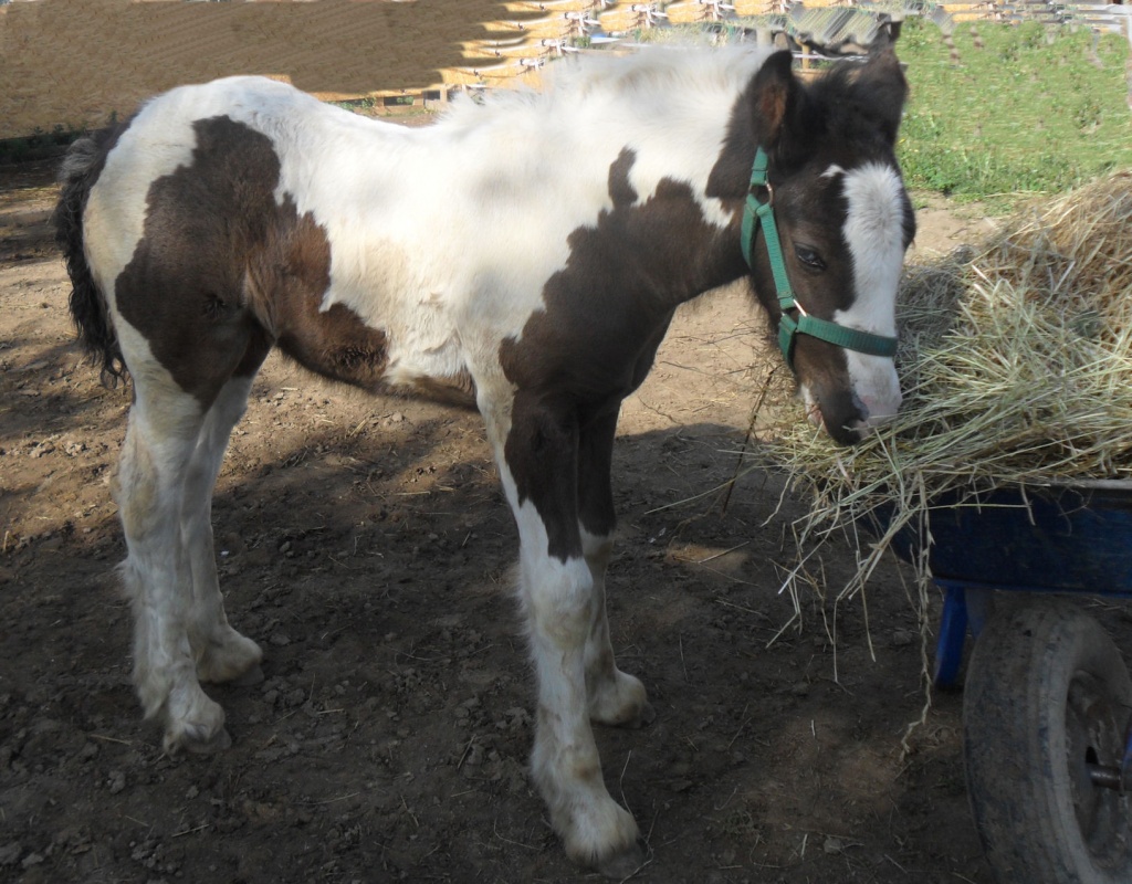 Irish Tinker Fohlen - Stute - Fohlen - Scharfbillig