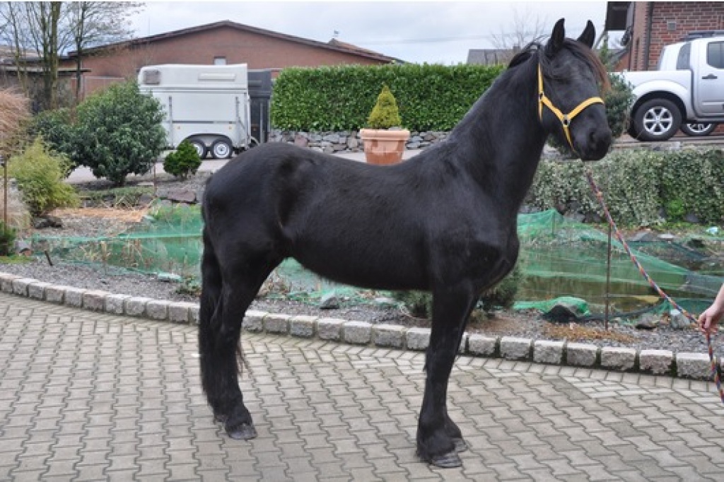 4 jahre alt Friese wallach für Dressage - Wallach - Hamburg