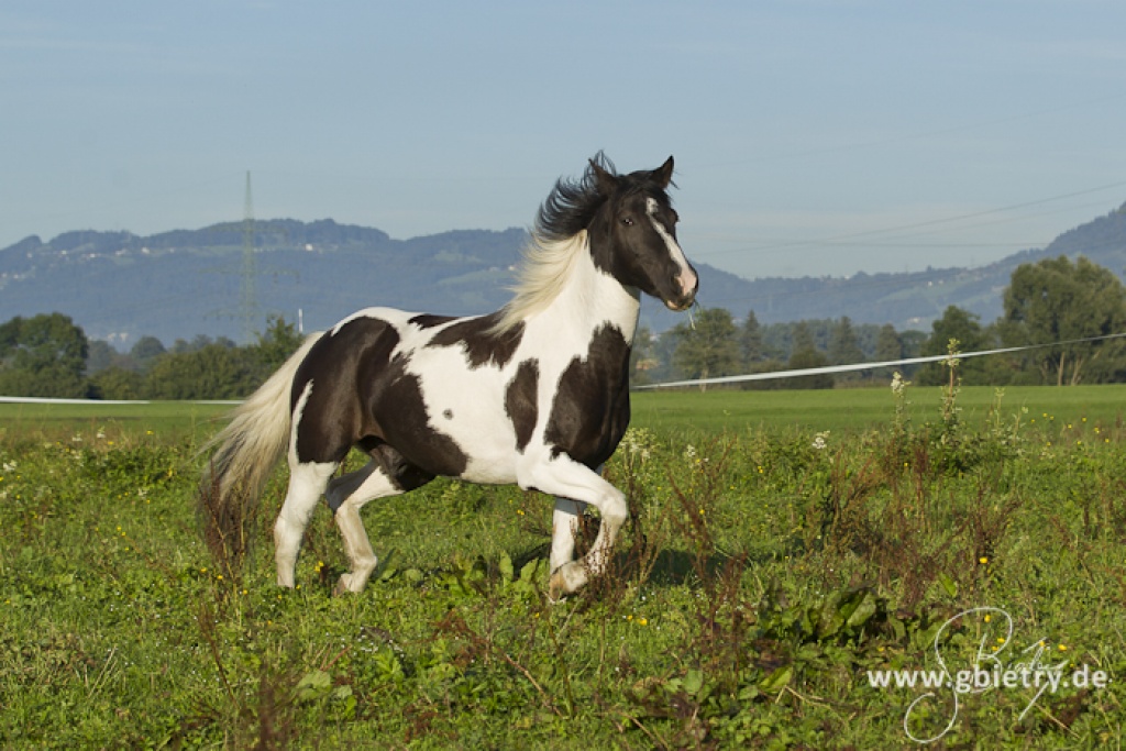 Freizeitpferd - Wallach - Höchst /Vorarlberg Österreich