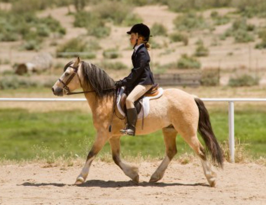 Ponyhaftpflicht schützt Ponyhalter/innen - Ponys - Berlin
