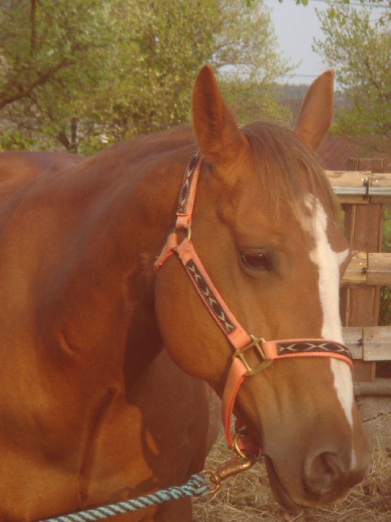Verkaufe liebevolle Paint Horse Stute - Grosspferde - Großlangenfeld