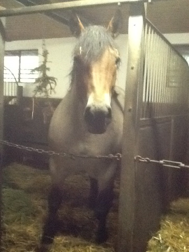 Verkauf einer Kaltblutstute - Stute - Leipzig