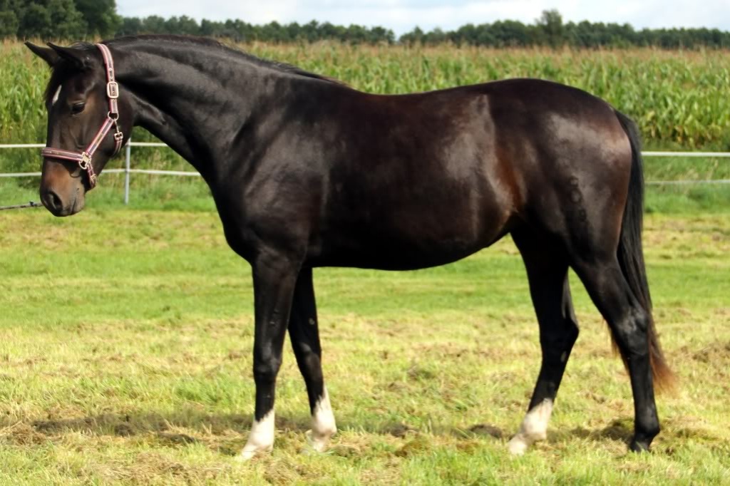 Suche Anfängerpferd ab 1,60 :) - Grosspferde - Lauschgrün