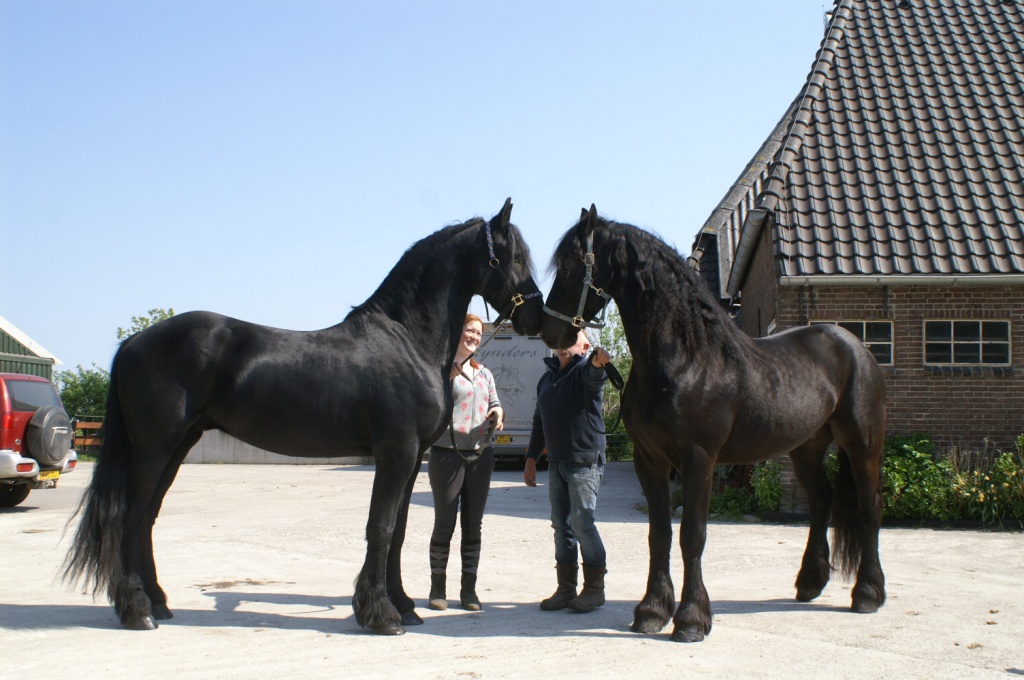 2 Super schickes Gespann Friesen - Wallach - Bad Salzuflen