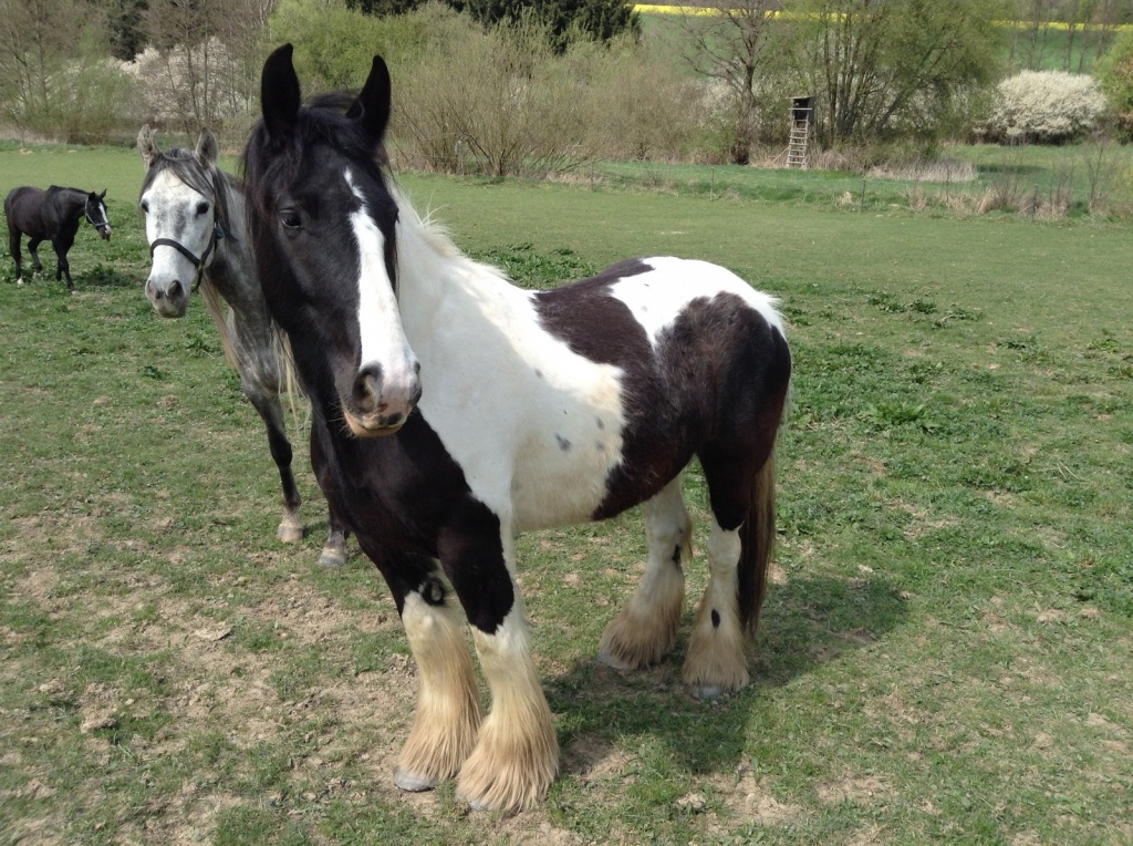 Tolle 6-jährige Irish Trinker Stute - Ponys - München