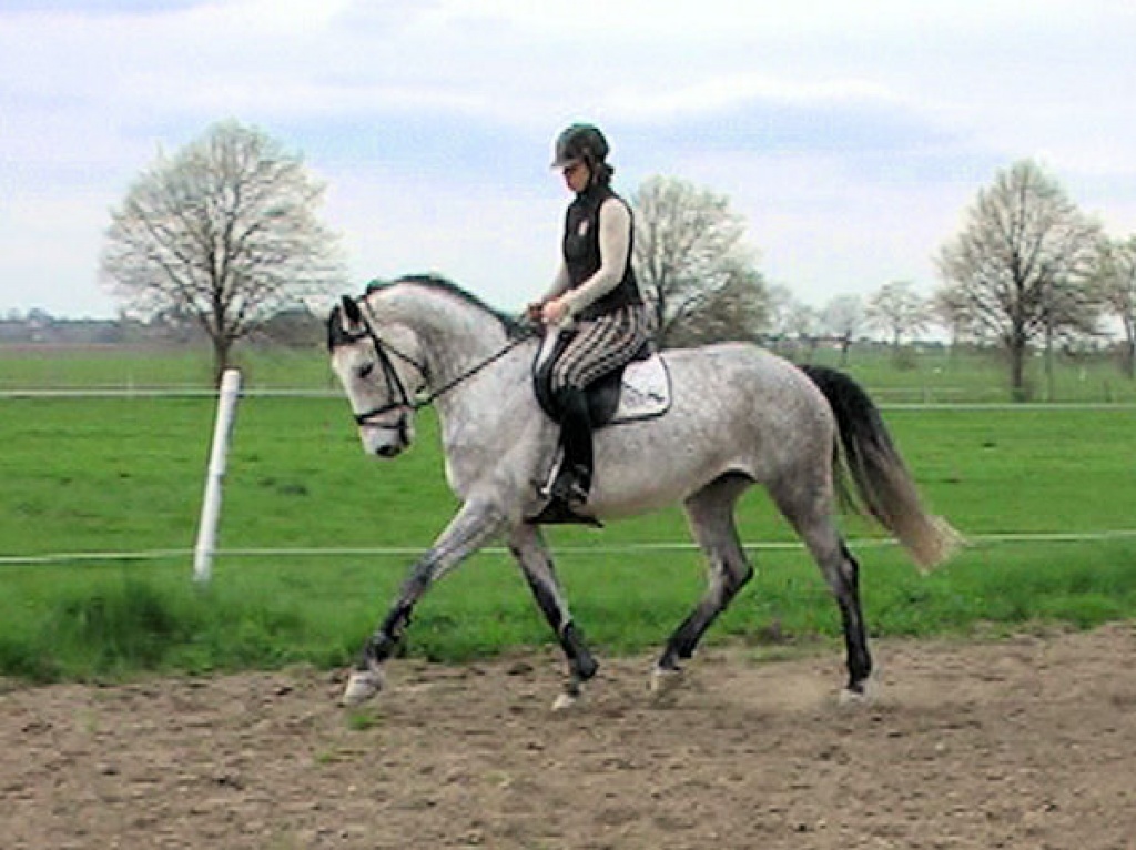 Spring Hannoveraner pferde / Allrounder: CALGARY PJ *2008 v. Calme - Stute - Lutherstadt Eisleben