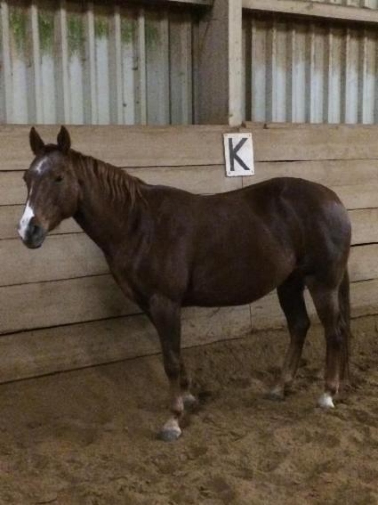 Gut ausgebildete Quarter Horse Stute zu verkaufen - Grosspferde - Nidderau