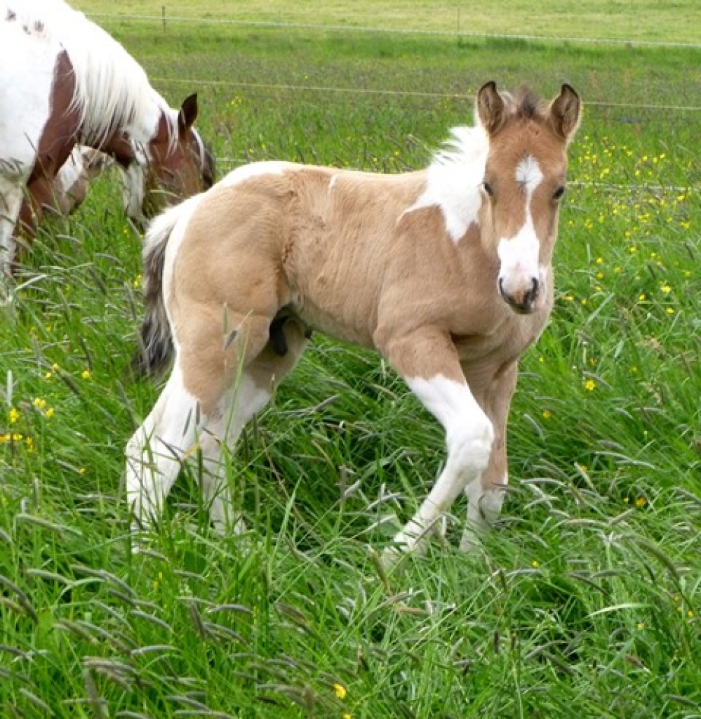 Niedlicher Paint Horse Jährling zu verkaufen - Grosspferde - Wachau