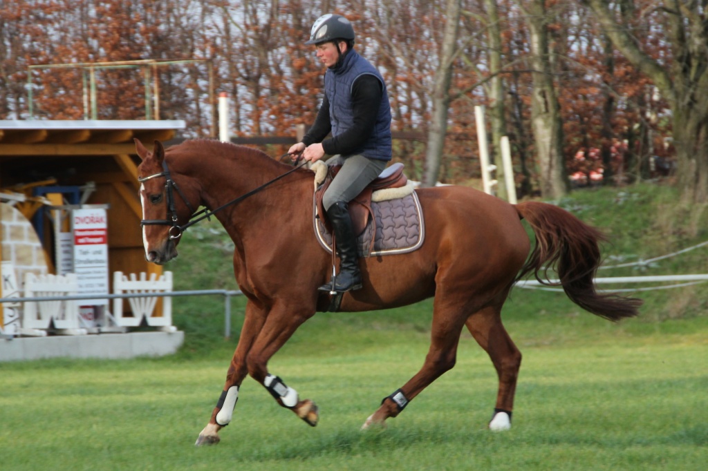 Ideales Mädchen/Frauen Reitpferd zu verkaufen - Grosspferde - Mittweida