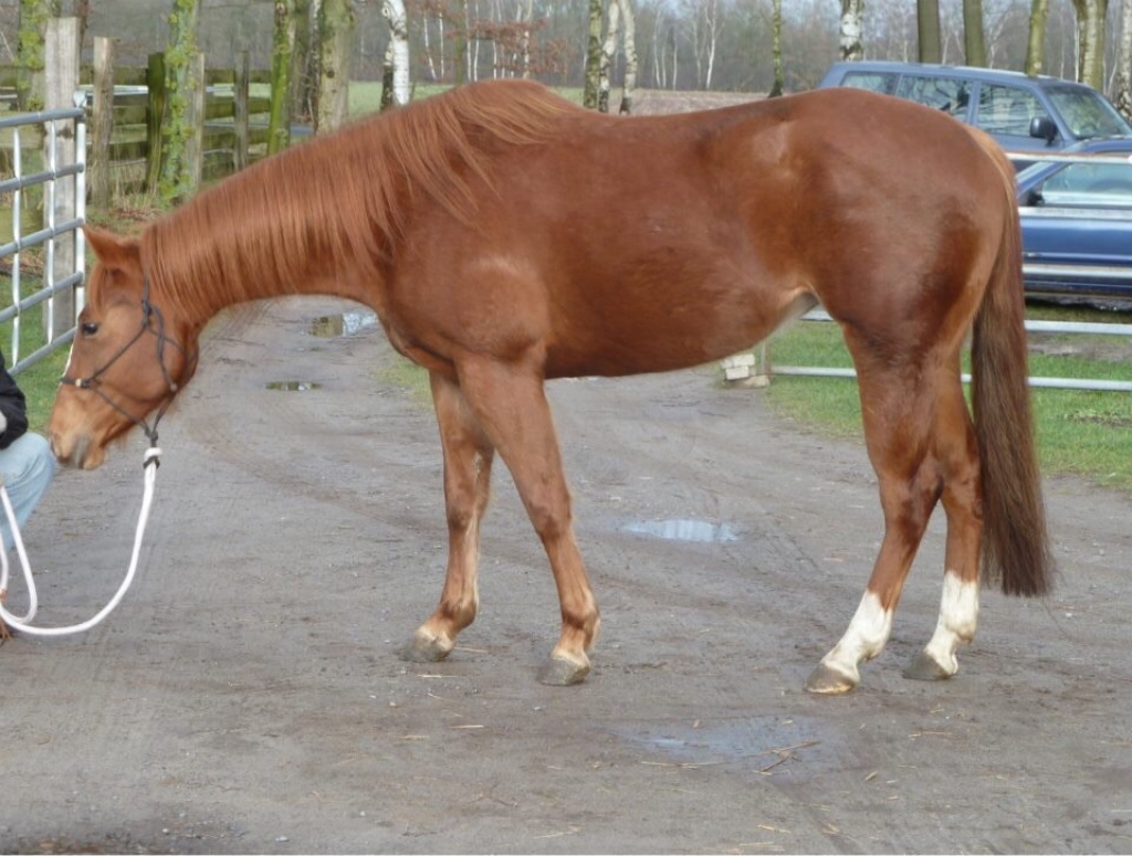 Superliebe Quarter Horse Stute zu verkaufen - Grosspferde - Steyerberg
