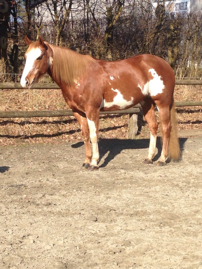 Elegante, gut gerittene Paint Horse Stute zu verkaufen - Grosspferde - Kirchwerder