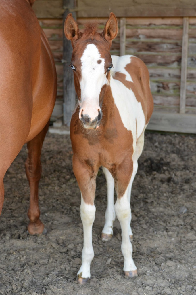 Bildhübscher Paint Horse Stutjähling zu verkaufen - Grosspferde - Meschede
