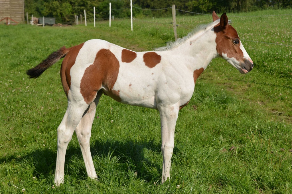 Top Paint Horse Stutjährling - Grosspferde - Meschede
