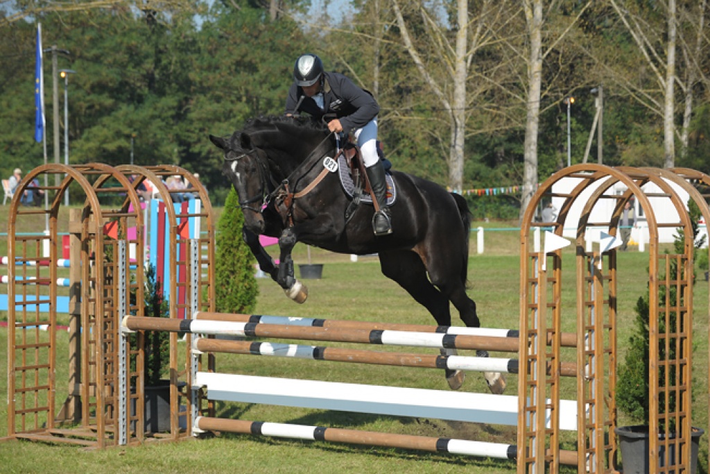Sehr leistungsbereite Holsteiner Stute zu verkaufen - Grosspferde - Mühlbeck