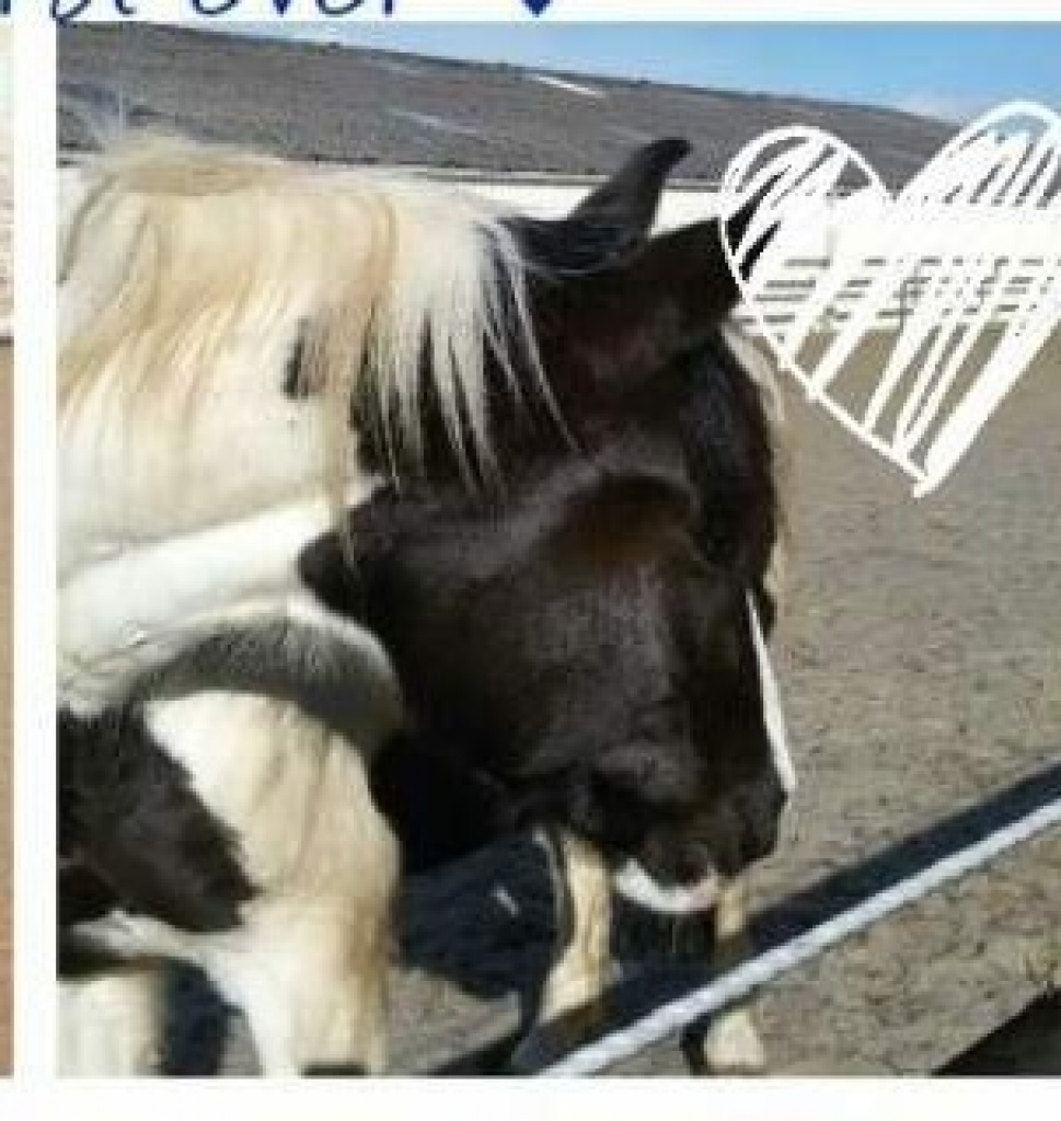 Suche reitbeteiligung - Reitbeteiligung - Lahnstein