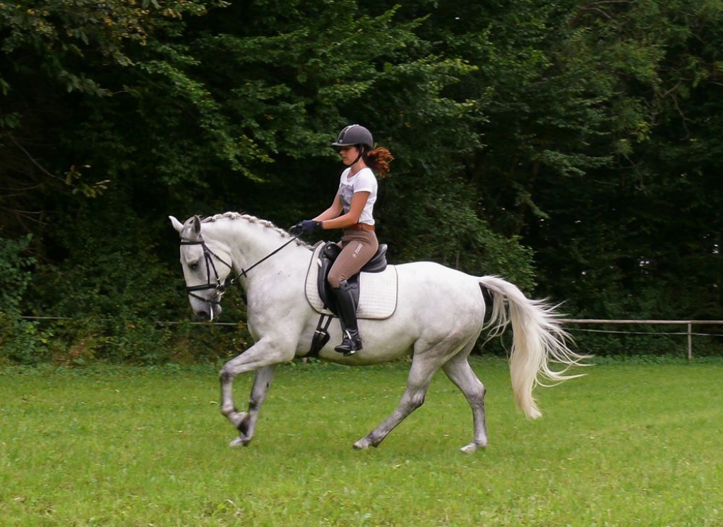 ***herzensguter LIPIZZANERWALLACH*** - Grosspferde - Radovljica
