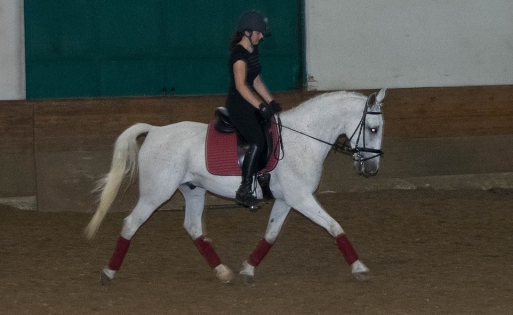 LIPIZZANERWALLACH mit Charme - Grosspferde - Radovljica
