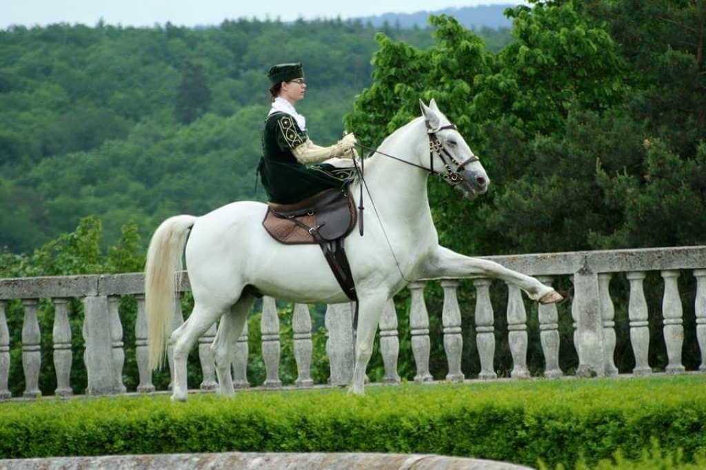 LIPIZZANERWALLACH der alle Blicke auf sich zieht - Grosspferde - Rosenburg