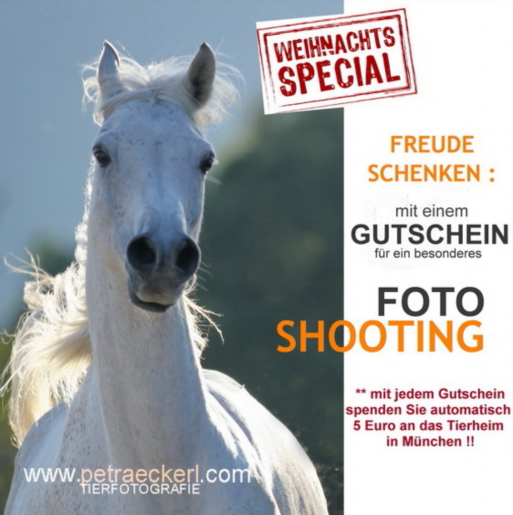 Mit einem Weihnachts-Gutschein zweimal Freude schenken!! (Pferdefotograf, Pferde - Pferdezubehoer - München